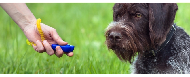 Zábavný a efektivní výcvik psa díky PetSafe