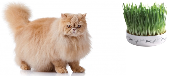 Proč šelmě obstarat kočičí trávu?