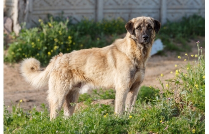 Anatolský pastevecký pes 🐶