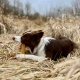4Dogs žvýkací sýrová tyčka Churpi s lněným semínkem vel. XL