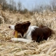 4Dogs žvýkací sýrová tyčka Churpi s mátou vel. S