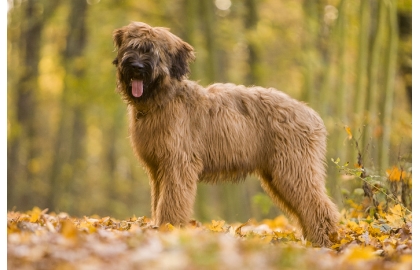Briard 🐶