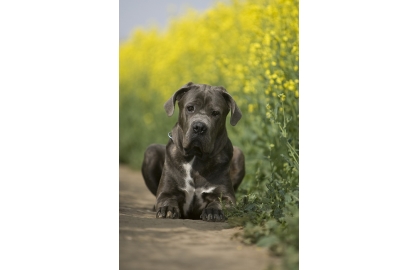 Cane corso 🐶