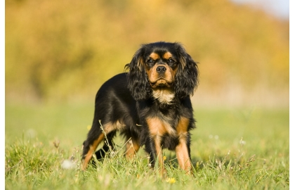 Kavalír King Charles španěl 🐶