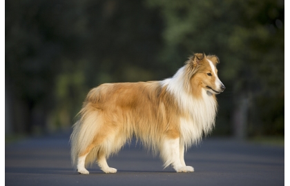 Šeltie 🐶