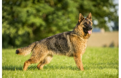 Německý ovčák 🐶
