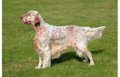 Anglický setr 🐶