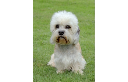 Dandie Dinmont teriér 🐶