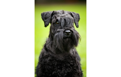 Knírač velký 🐶