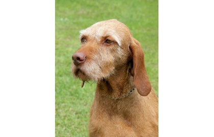 Maďarský ohař drátosrstý / Vizsla 🐶