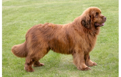 Novofundlandský pes 🐶