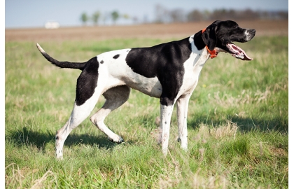 Pointer 🐶