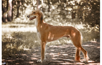 Saluki 🐶