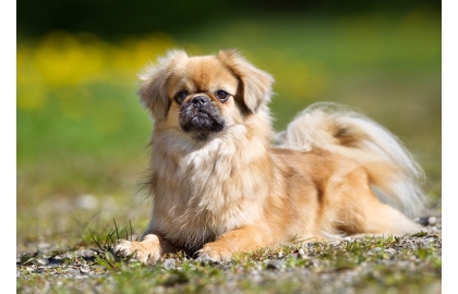 Tibetský španěl 🐶