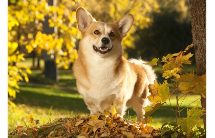 Welsh Corgi Pembroke 🐶