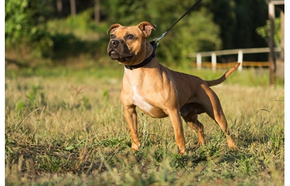 Stafordširský bulteriér 🐶