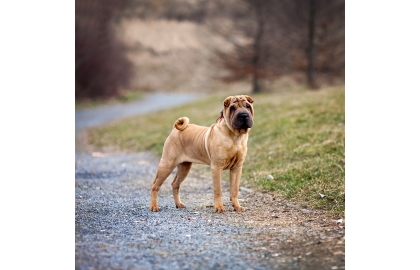 Šarpej 🐶