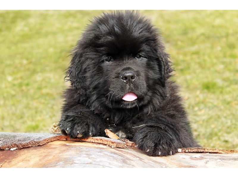 Elliot Queen Dannad, majitel Jaroslava Kostiková