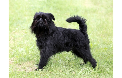 Belgický grifonek 🐶