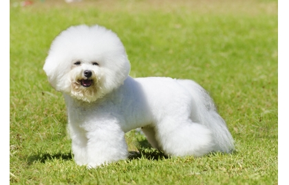 Bišonek 🐶