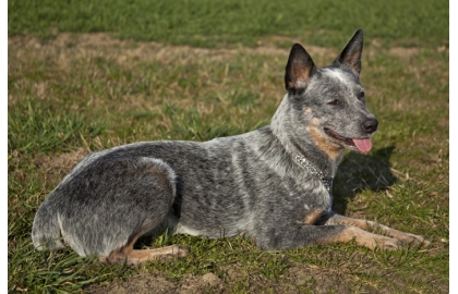 Australský honácký pes 🐶