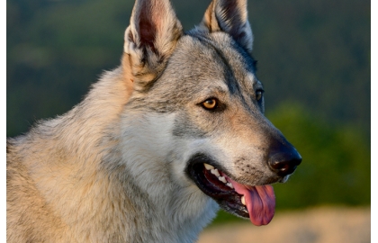 Československý vlčák 🐶