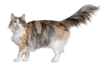 Norská lesní kočka 🐱