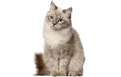 Sibiřská kočka 🐱