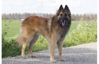 Belgický ovčák - tervueren 🐶