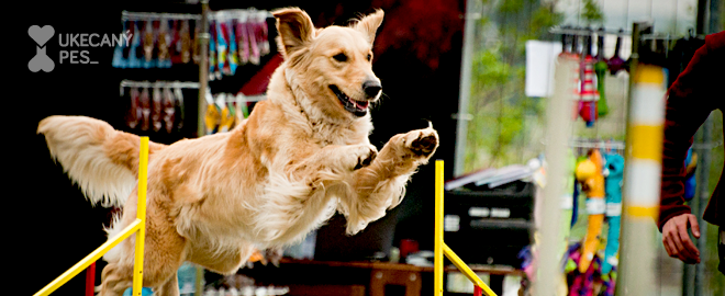 Agility - 2. díl - závody a zkoušky