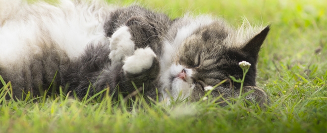 Což takhle dát si šantu kočičí