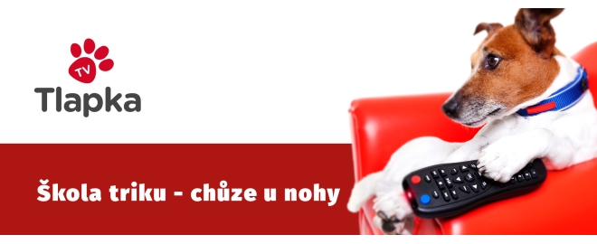 Škola triku - chůze u nohy