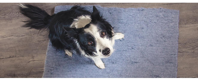 Podložka Vet Bed je skvělá pro psí přepravky na cesty i pro odpočinek