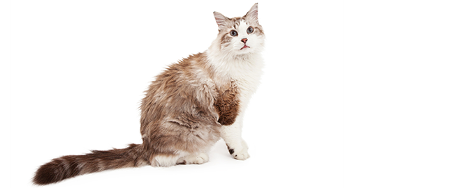 Vybíráme kočičího parťáka: jaký je pro vás ten pravý?