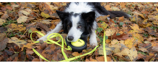 Flexi vodítko pejskovi dopřeje volnost