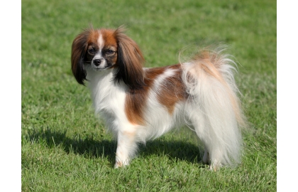 Phaléne  🐶