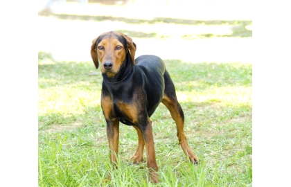 Řecký honič 🐶