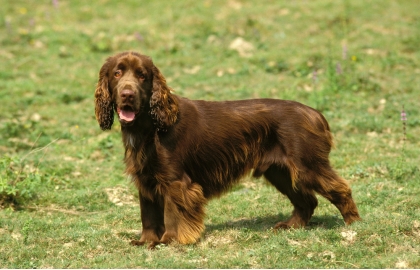 Field španěl 🐶
