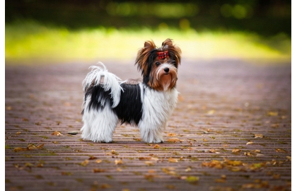 Biewer teriér 🐶
