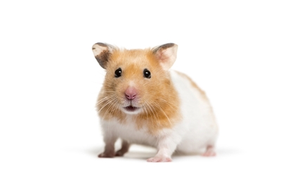 Křečci 🐹