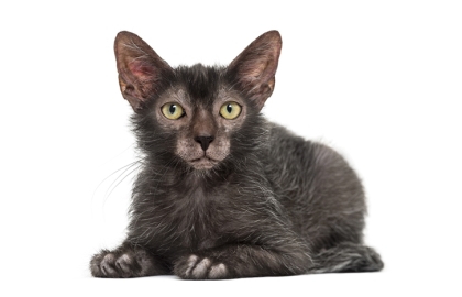 Lykoi 🐱