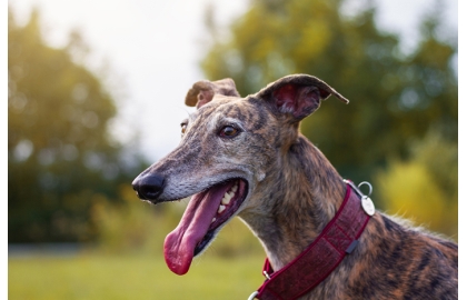 Španělský galgo
