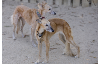 Dlouhosrstý vipet 🐶