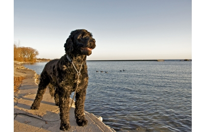 Portugalský vodní pes 🐶
