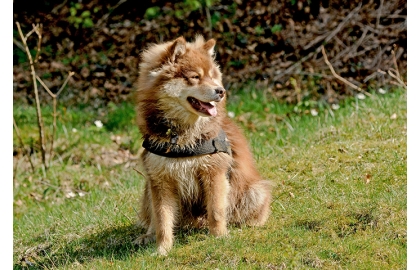 Finský laponský pes 🐶