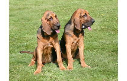 Bloodhound – Pes svatého Huberta 🐶