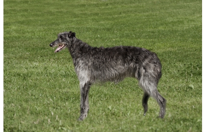 Deerhound / Skotský jelení pes 🐶