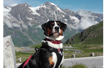 Appenzellský salašnický pes 🐶, foto Andrea Steinerová