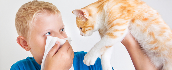 Alergie na psa nebo kočku? Žádná katastrofa