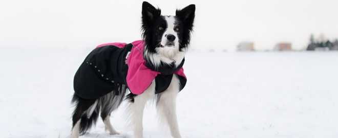 Kdy, proč a jak oblékat psa v zimě?